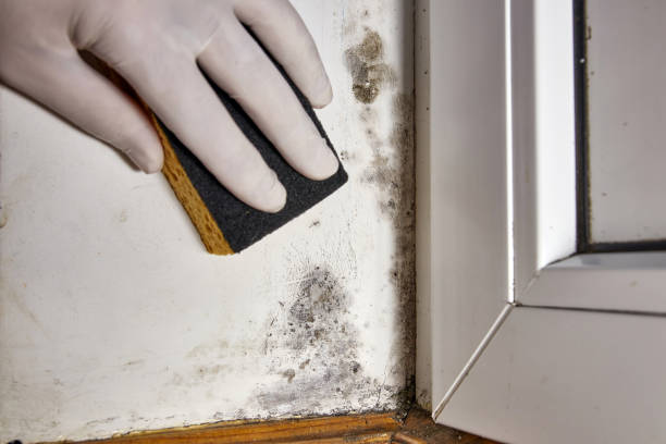 Best Crawl Space Mold Remediation  in Black Diamond, WA